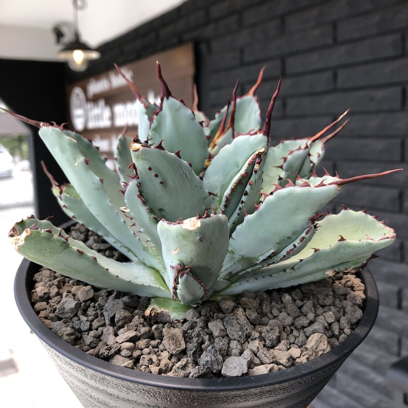 アガベ　キュービック　大株 アガベキュービック大株