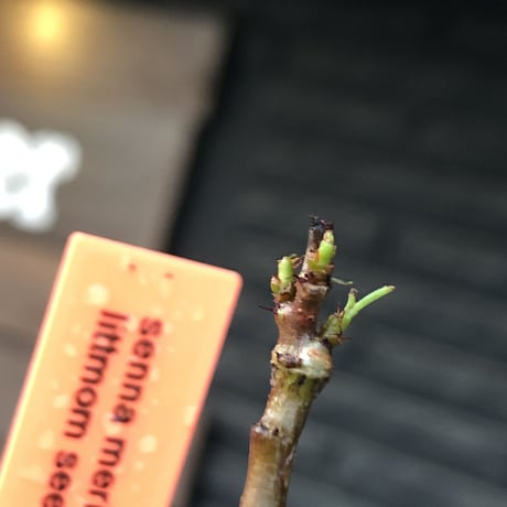 senna  meridionalis《 S size》littmon seed🌱※小振りながら大切に育てた堪らなキュートなセンナ※mad black pot植え