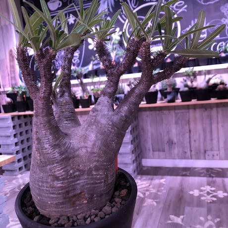 packypodium  gracilius《L size》※現地球株  発根済み株‼︎  （限定1株）ぼってり体型に激しい枝振り‼︎オススメ株‼︎※mad black pot植え
