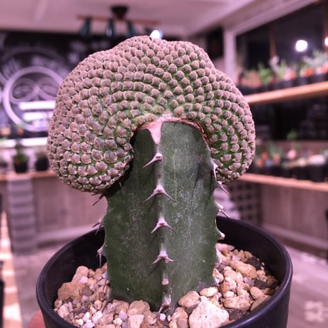 euphorbia    piscidermis《綴化接木》希少株   かなりマニアの中では人気種なレア株※限定2株