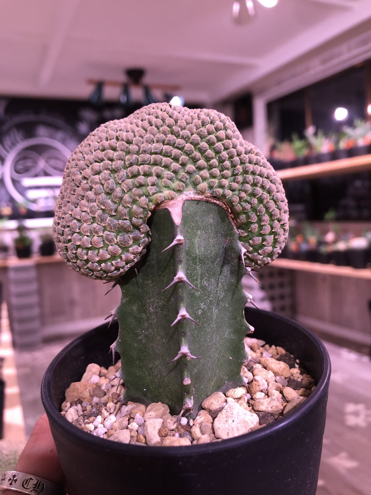 ユーフォルビアピスキデルミス euphorbia piscidermis《綴化接木》希少株 かなりマニアの中では