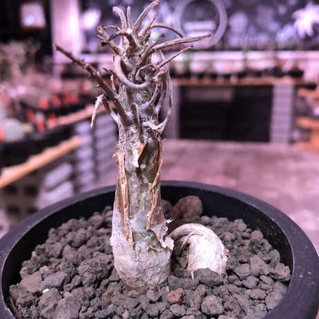 sesamothamnus rivae《大きめS size》※現地球発根済株※店主国内管理2年株※小振り現地球株は逆に珍しく小さくても表皮のメクれが堪らない一株‼︎※mad black pot植え