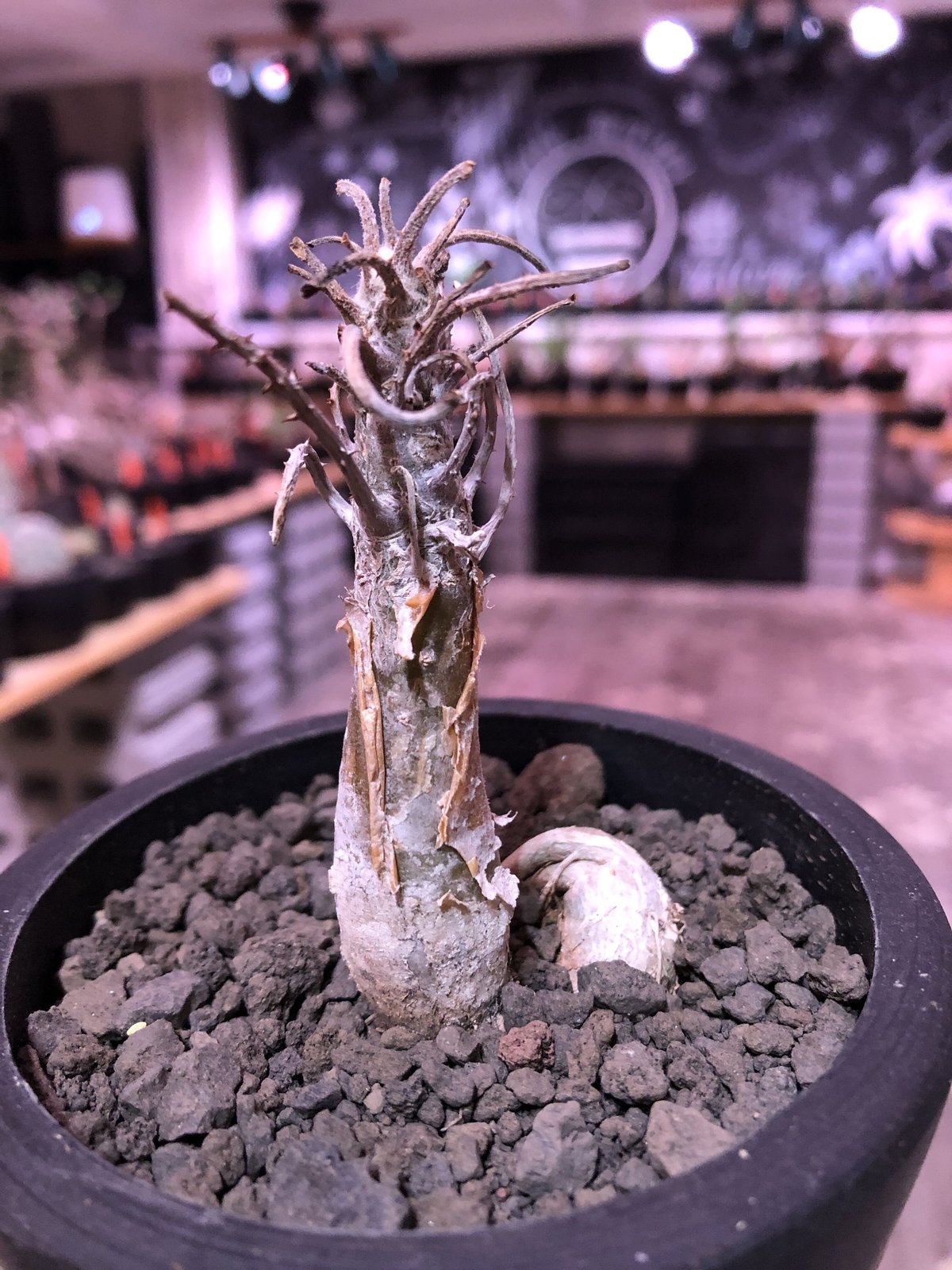 sesamothamnus rivae《大きめS size》※現地球発根済株※店主国内管理2年