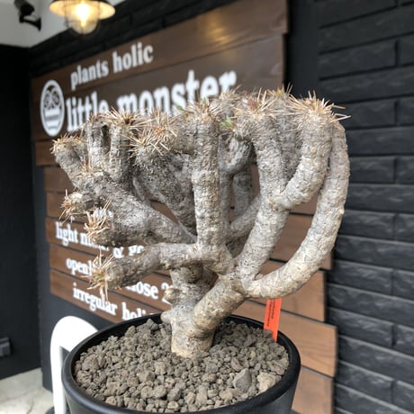 euphorbia  guillauminiana《大きめL size》※現地球発根済株※店主国内管理4年株※溶岩質土壌育ちの現地球株らしい表皮＆厳つい極太幹が◎※mad black pot植え