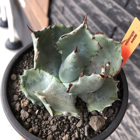 agave  isthmensis《M size》※現地球発根後店主国内管理2年株※weight低く締まり纏まり良き良バランス※mad black pot植え