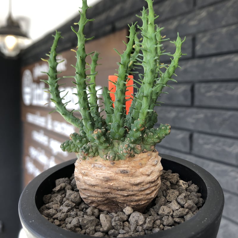 euphorbia gorgonis《大きめM size》※現地球発根後店主国内管理2
