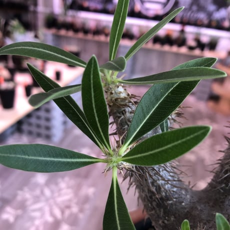 packypodium    gracilius《M size》