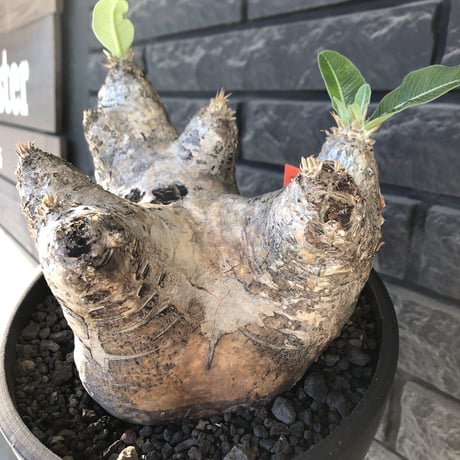 pachypodium  eburneum《LL size》※現地球発根後店主国内管理8年株※エブレらしい樹形に極wild装いの存在感抜群なimpact株※mad black bowl pot植え