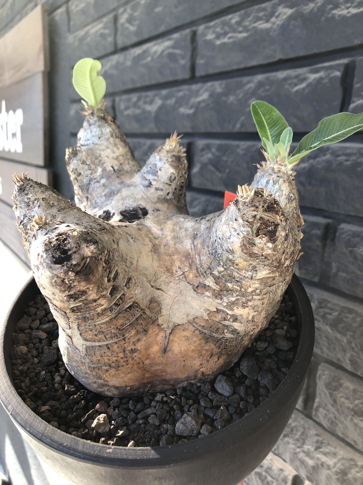 pachypodium eburneum《LL size》※現地球発根後店主国内管理8年株※