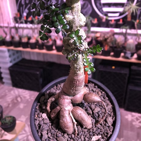 opercullicarya   decaryi  littmon  seed🌱  《9年株》※長きに渡り育て幹のボコボコも強きパワータンクもゴツいオススメ株※mad  black  pot植え