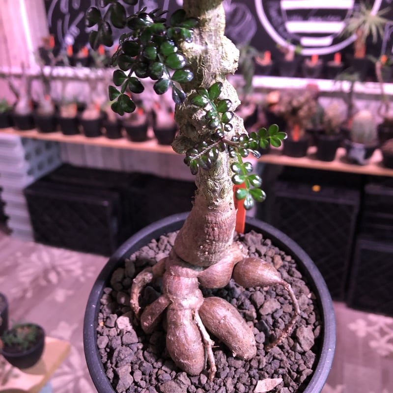 オペルクリカリアパキプス タンク差し植5個セット 【公式通販】