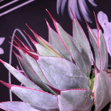 agave     blue ember