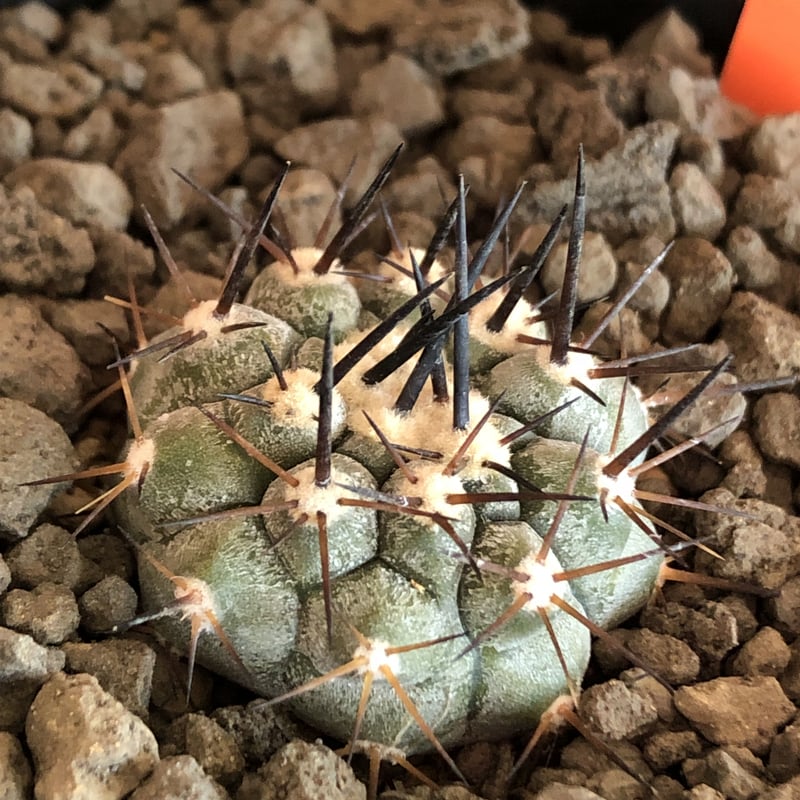 copiapoa cinerea 黒王丸《大きめS size》※現地球株カキ仔自根株※現