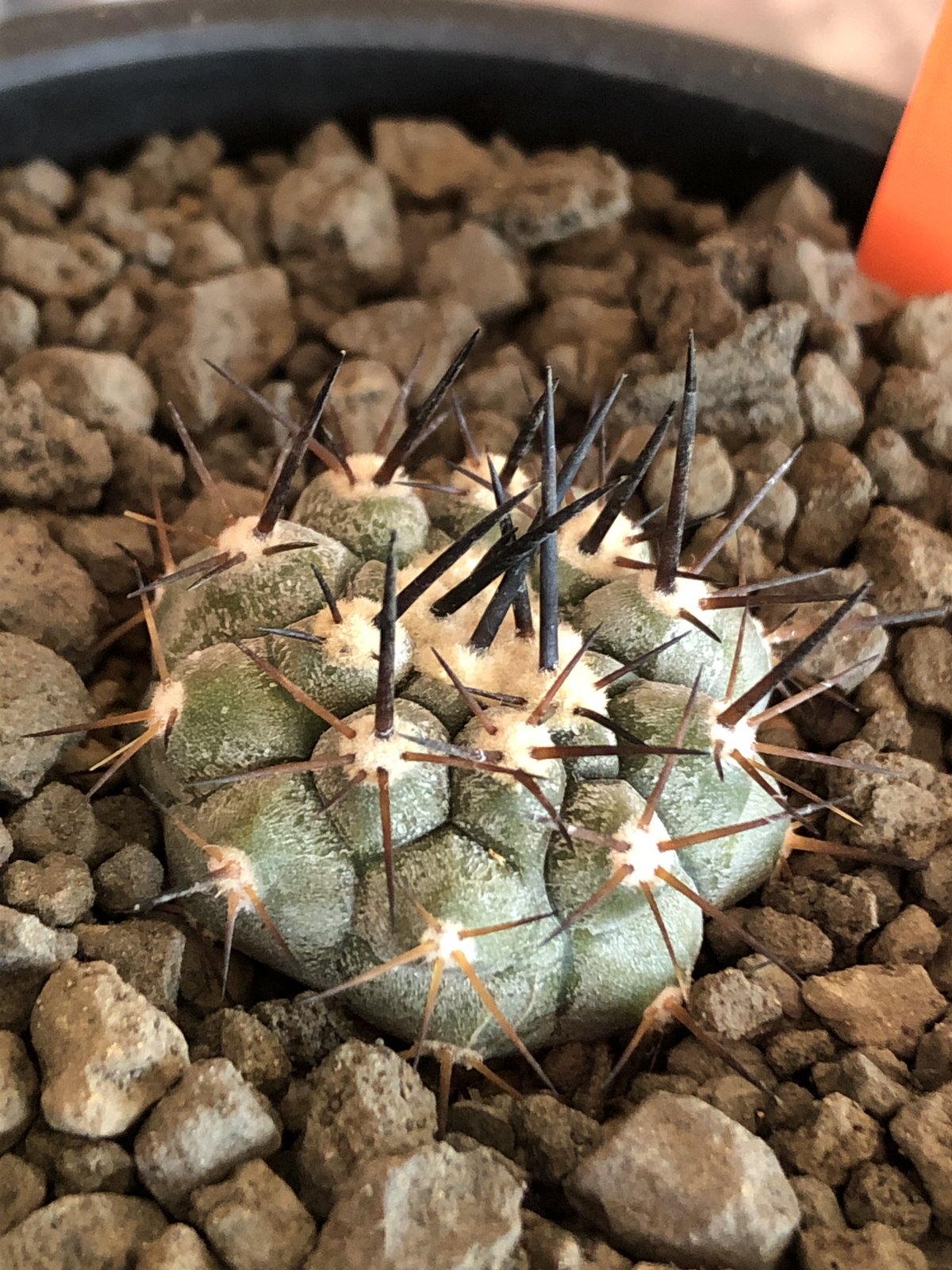 黒王丸　カキコ　コレクション株　超有望 copiapoa cinerea 黒王丸《大きめS size》※現地球株カキ仔自根株