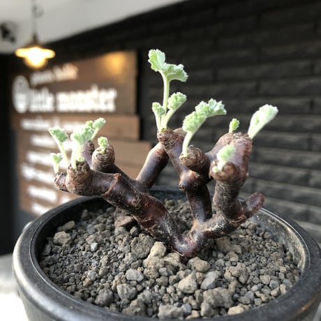 pelargonium  mirabile《大きめS size》※現地球店主国内管理4年株※愛おしく堪らない冬型の人気者‼︎weight低く良枝振り※mad black pot植え