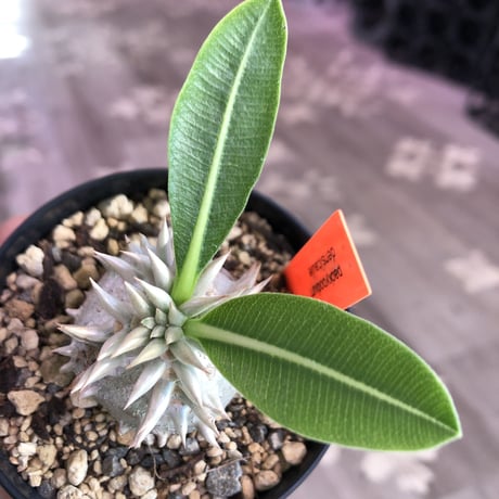 packypodium densicaule恵比寿大黒　littmon  seed🌱《大きめS size》※超球体&肌質が堪らないかわいさ‼︎※限定１株