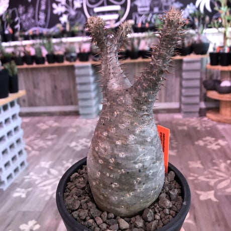 packypodium  gracilius《M  size》※現地球発根済株‼︎※大変balance良き、希少二頭枝グラキリス‼︎オススメ株‼︎※mad black pot植え