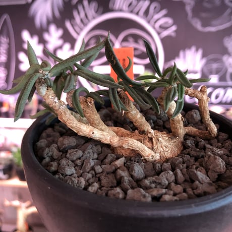 euphorbia cylindrifolia《M size》※塊根はぼってりと丸く、off-white肌に多肉質の葉を展開する上品な一株‼︎※mad black bowl pot植え※限定２株