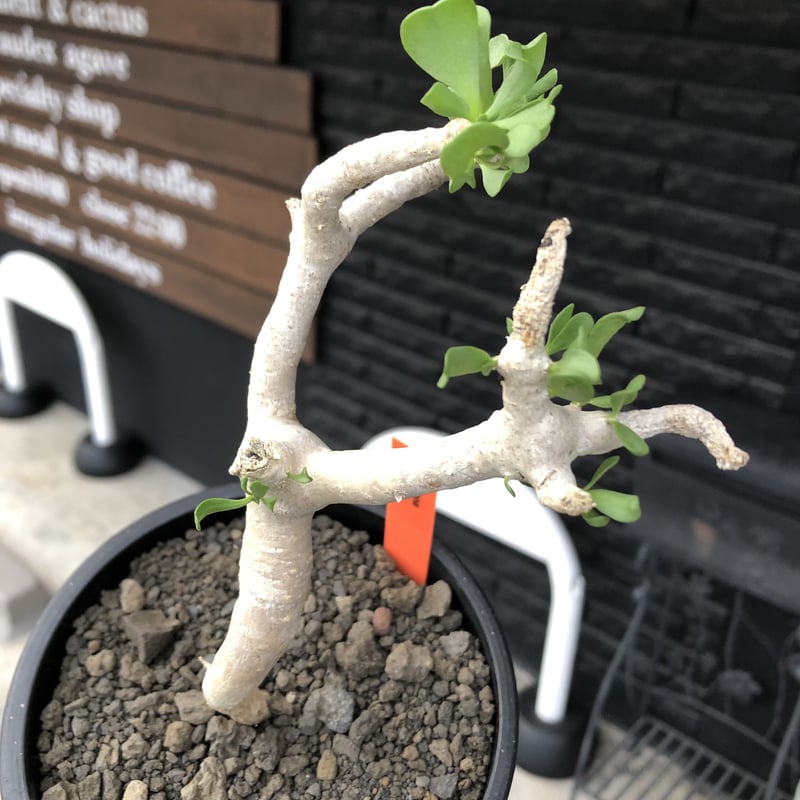 othonna furcata《大きめS size》極白肌株※現地球発根後店主国内管理3