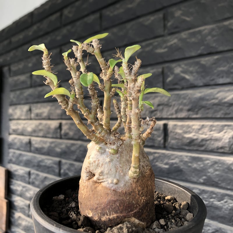 pachypodium bispinosum 《小さめM size》※現地球発根後店主国内管理...