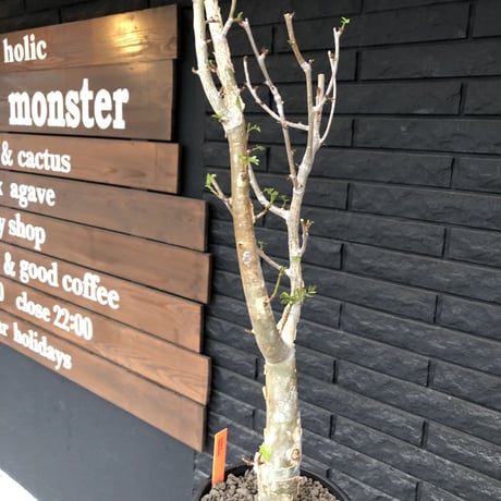 bursera  fagaroides《L  size》※現地球発根済※店主管理4年株※成熟しメクれ上がった表皮＆ぼってり株元でウェイト低い最高balance株※mad black pot植え