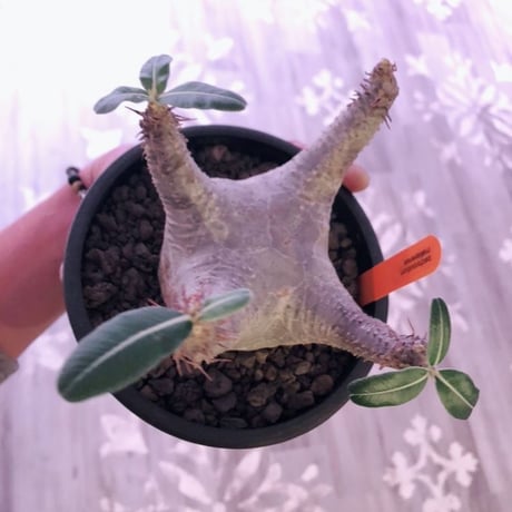 packypodium  makayense《M size》