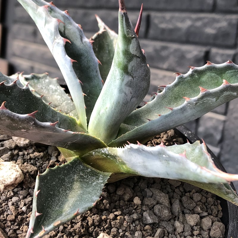agave montana《M size》※現地球発根後店主国内管理2年株※葉色が