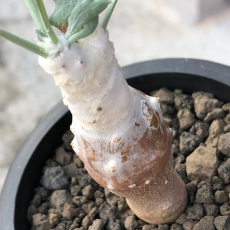 othonna cyclophylla《M size》※現地球株発根済※淡い冬型らしいカラーのギザギザ葉がかわいいシクロフィラ※black pot植え
