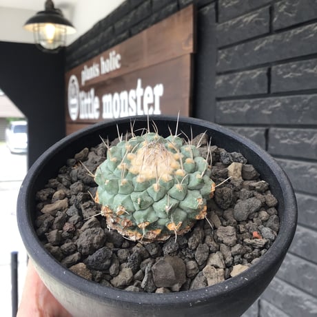strombocactus 白棘菊水《大きめM size》※希少‼︎現地球カキ仔自根株※実生でもなくカキ仔株の為、良きDNAを受け継ぐ菊水※mad black bowl pot植え