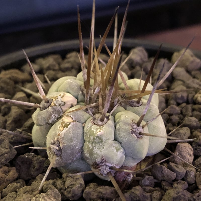白肌　黒王丸　長刺　自根 copiapoacinerea長刺白棘黒 | STORES