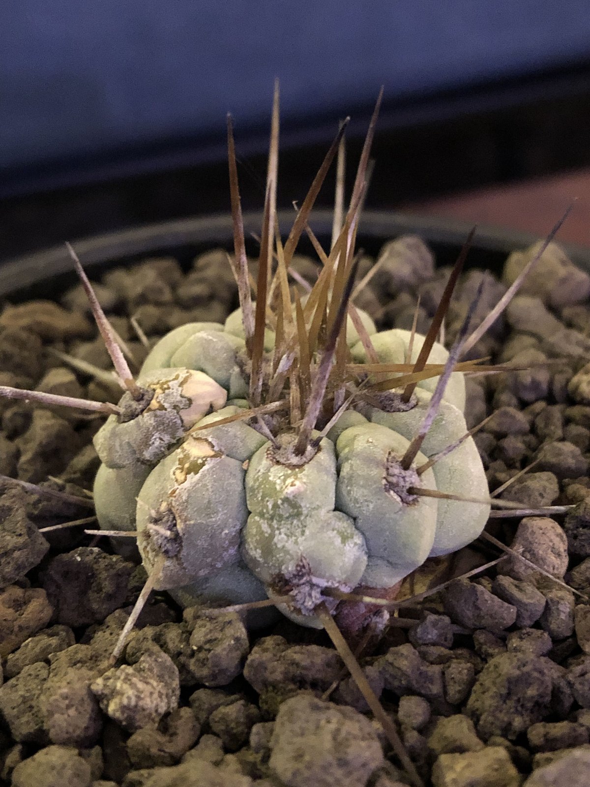 copiapoa cinerea 長刺白棘黒王丸《小さめM size》激希少