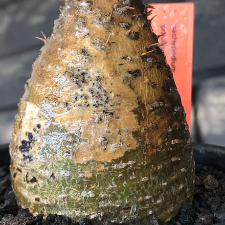 pachypodium gracilius《S size》希少‼︎green &brown肌＆現地焼け※現地球発根後店主国内管理3年株※味深きcontrastが堪らない※mad black pot植え