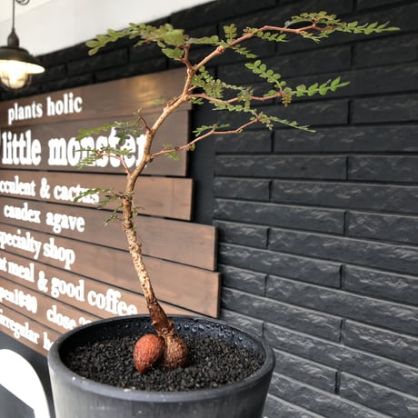 operculicarya  pachypus  littmon  seed🌱 《6年株》※幹も太くなり始め株元ボコボコ感も強き丈の締まったパキプス※mad black pot植え