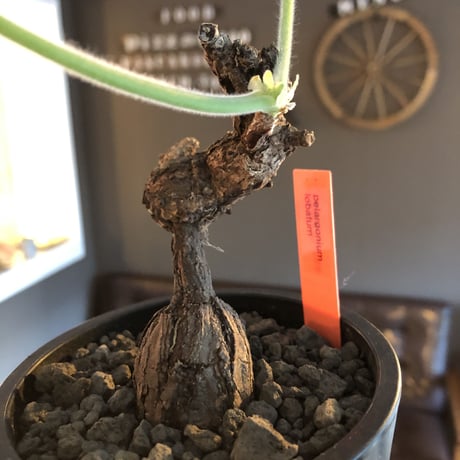 pelargonium lobatum《L  size》※現地球発根済株※店主国内管理6年株※個体差として大変特化した樹形の持ち主‼︎ロバツムにしてはbig株※mad black pot植え