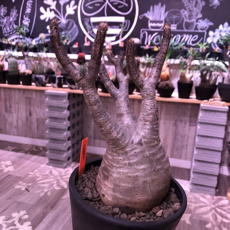 packypodium  gracilius《M  size》※現地球発根済株‼︎※大変美しい白肌質とバランスの取れた枝振りの選抜株‼︎良きサイズ感‼︎※mad black pot植え