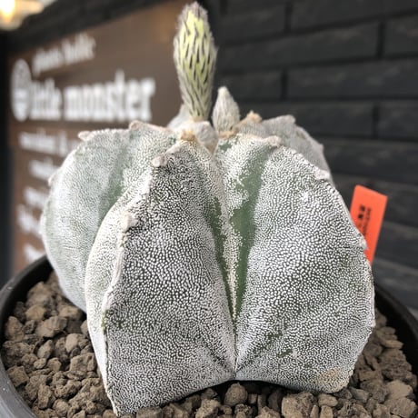 astrophytum 恩塚ランポー玉《L size》※店主国内管理6年株※ビッグサイズ且つ大変美しい白肌が堪らない※mad black bowl pot植え