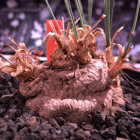 calibanus hookeri（大きめM size）※現地球発根済株※店主国内管理5年株※大変育てやすく地植えも可能な強靭フーケリー‼︎※mad black pot植え