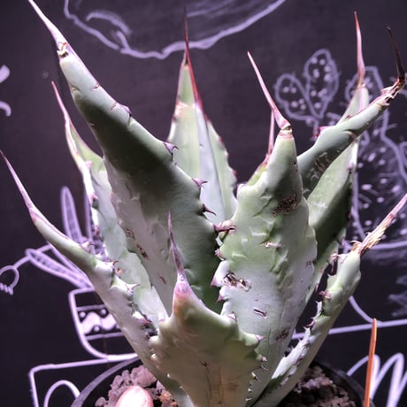 agave     colorata×palmeri（L）