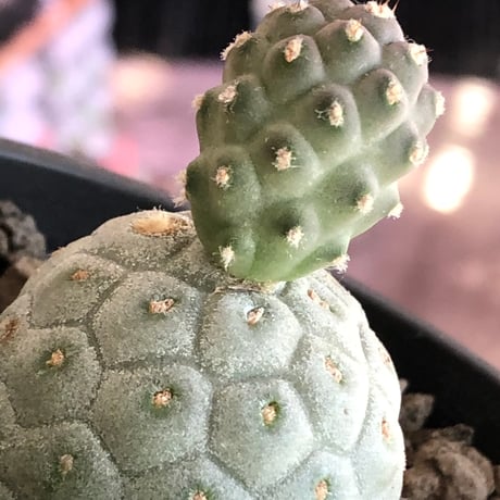 tephrocactus geometricus 《M size》※現地球株カキ仔発根済※②丸々とかわいく綺麗な玉型維持のカキ仔※black bowl pot植え