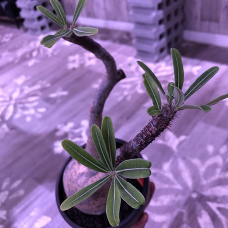 packypodium  gracilius《L size》店主国内管理2年株※現地球発根済株‼︎ ※希少‼︎二頭枝‼︎現地焼け肌が堪らなく可愛い超球体グラキ※mad black bowl pot植え