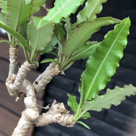 euphorbia cremersii《 L size》※現地球発根後店主国内管理2年株※美しいギザギザ葉に綺麗な塊根とのcontrastが堪らない一株※mad black pot植え
