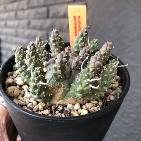 ガムケンシス | STORES