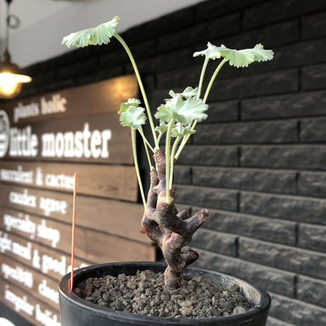 pelargonium  mirabile《大きめS size》※現地球店主国内管理4年株※愛おしく堪らないと感じる冬型の人気者※mad black pot植え