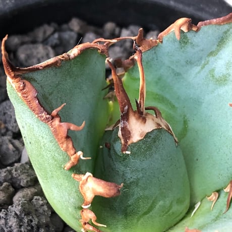 agave titanota  白鯨陽炎type《S size》※現地球株発根済 ①※唸り良き鋸歯に幅広肉厚タイプ※black pot植え