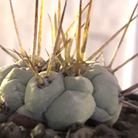 copiapoa   cinerea  長刺白棘黒王丸《小さめM size》激希少‼︎※現地球株カキ仔自根株※現地球のDNAを引き継いだ白肌※mad black bowl pot植え