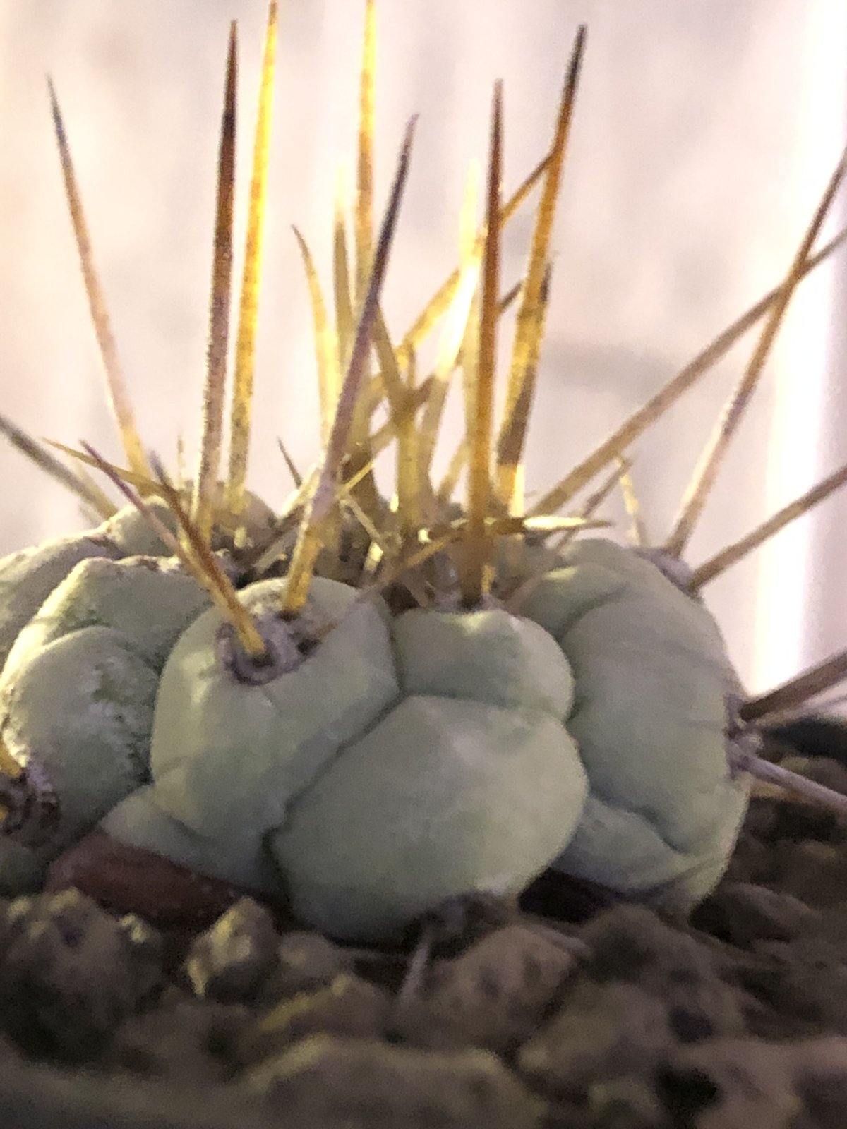 copiapoa cinerea 長刺白棘黒王丸《小さめM size》激希少