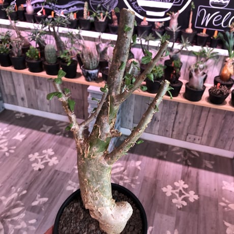 sesamothamnus busseanus《L size》極太激希少株※まばらトゲと白味ある綺麗な葉を展開‼︎限定２株
