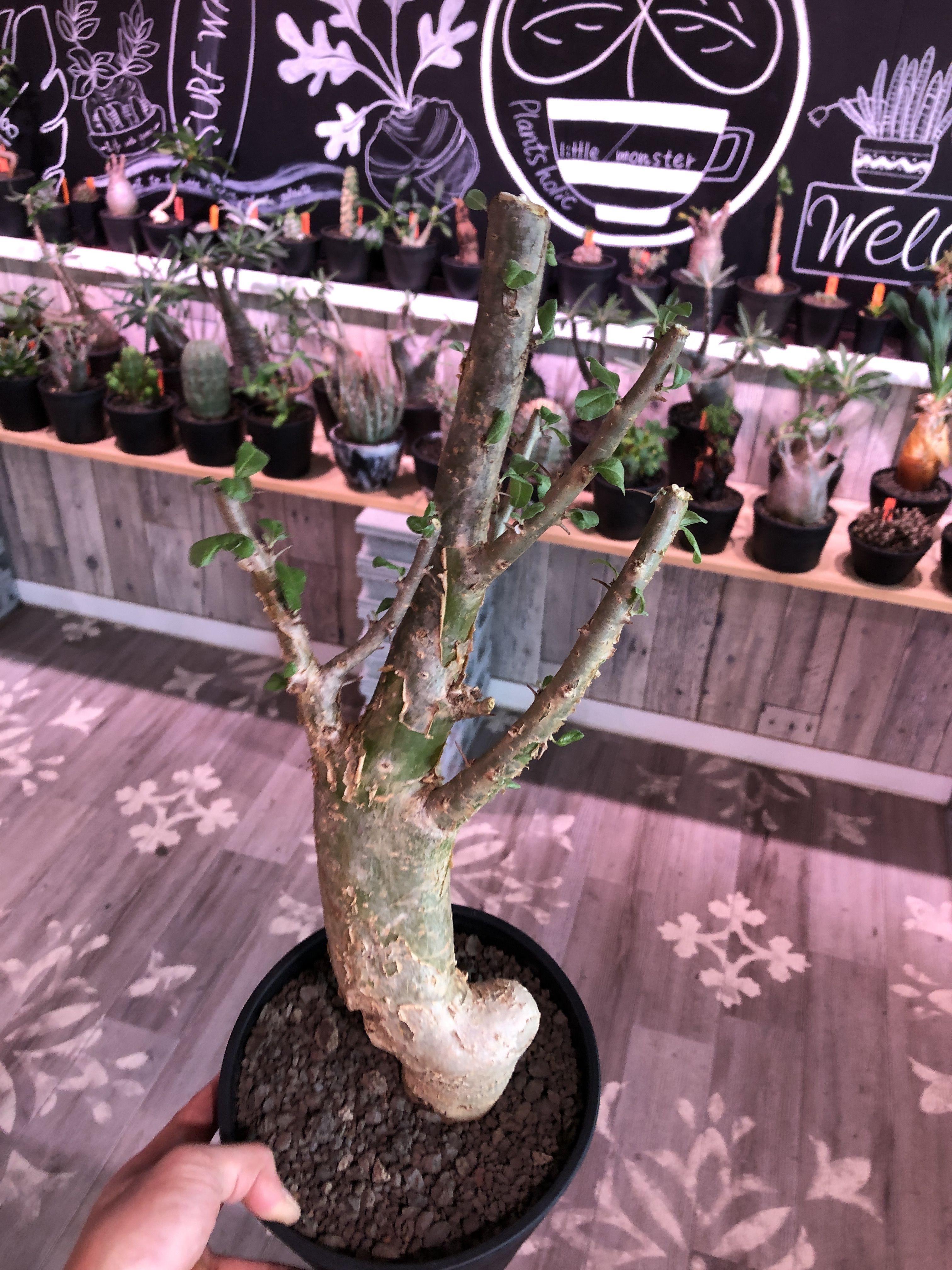 sesamothamnus busseanus《L size》極太激希少株※まばらトゲと白味あ