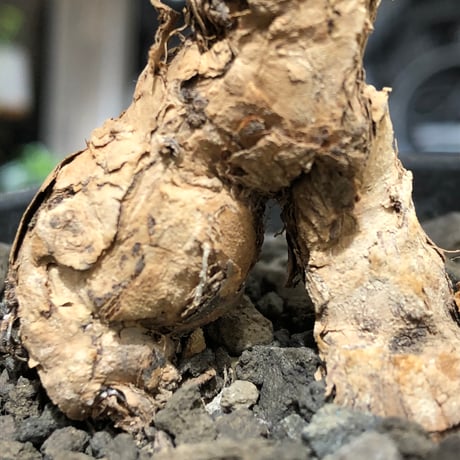 pelargonium  pulverulentum《L size》※現地球株発根済※足元から二股になっており絶妙な樹形バランスが堪らない‼︎※black pot植え