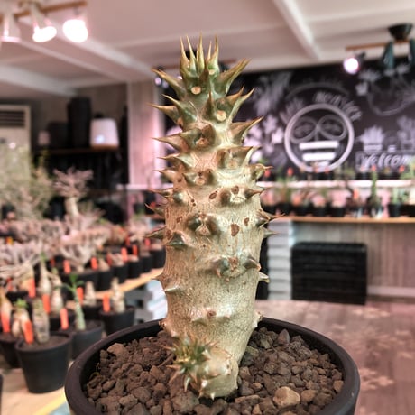 pachypodium  baronii《小さめL size》※激希少‼︎現地球発根済株※現地らしい荒いstuds棘に肌質‼︎確定枝を持ちweight低めな良樹形※mad black pot植え